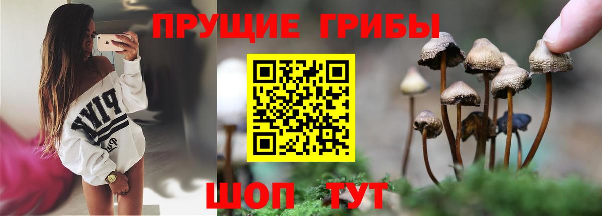 Псилоцибиновые грибы прущие грибы Красный Сулин
